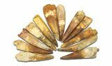 Clearance Lot: to Bargain Spinosaurus Teeth - Pieces #289410-2